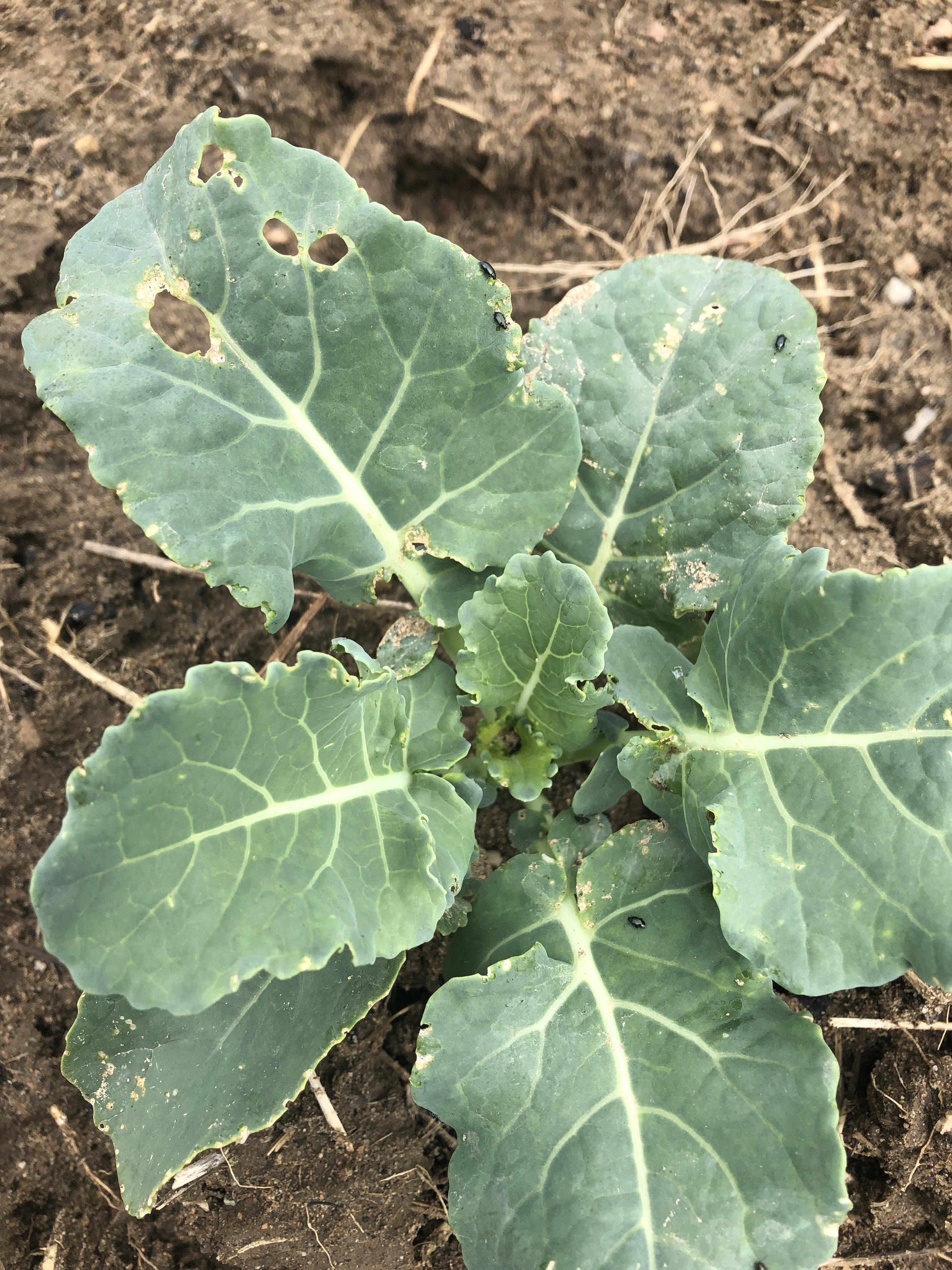 Flea beetle feeding